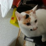 떡실신 꼬양이 호야미