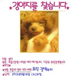 노원구 중계동에서 잃어버린 저희 강아지 찾게 도와주세요.. ㅠㅠ