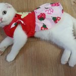 <b>폴드</b>)흰둥이 귀요미 퍼레이드~~