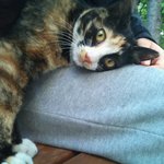 임신한 7~8개월령 삼색 고양이 <b>임보</b>/입양처 급구ㅠㅠ 제발봐주세요