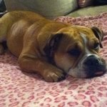 흔하지않은 <b>불독</b>과의 일상생활..!