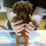 [사진有] 우리애기들소개를 개하고싶어서....:)