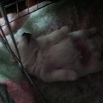 이 강아지를 보신 분 계신가요?