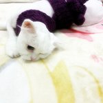 <b>도도</b>한 그녀 차도도