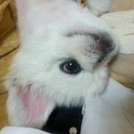페키니즈는우울하지않슴메다
