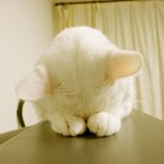 우리.막내...  귀요미 .. 소개 합니다~~^^