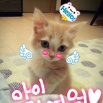 루이3개월차 먼<b>치킨</b>고양이