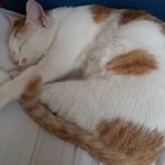 고양이가 없어졌어요 ㅠㅠ