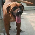 식용견으로 살다가 극적으로 구조되엇던 <b>대왕</b>이를....