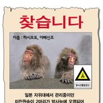 [혐오] 망원 원숭이 <b>예방</b>연구소에서 알립니다