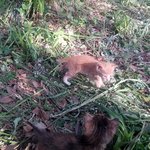 공사현장 아기고양이 건이 곤이 감이 <b>리야</b>로 다시 태어났습니다.