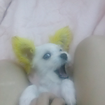 100일된 말티즈 <b>별</b>이를 소개합니다