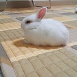 사진有) ＊새하얀 우리집 토끼＊