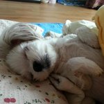 사람처럼 잘려구 하는 <b>방울</b>이~^^