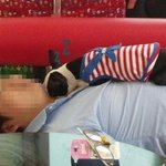 우리집딸 <b>보스턴</b> 테리어 소개합니다.ㅋ