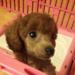 강아지<b>분양</b>받앗는데큰일낫어요