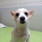 <b>복실</b>이와 공주