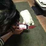 코카스파니엘 3개월 <b>솔이</b>를 소개합니다