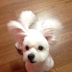 뚱띠개토끼 몽글군 : )