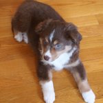 돌아온 아만다 사이프리드개 오스트레일리안 쉐퍼드 "<b>루리</b>"