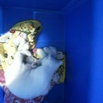 [냥판] 우리 냥이의 일상 5