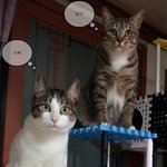 고양이 <b>출생</b>의 비밀