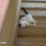 <b>만사</b>가 귀찮다옹~~ㅋㅋ