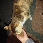 길냥이를 안아주세요