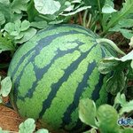 세상에 이게 가슴이야 <b>수박</b>이야?