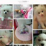 <b>양양</b>네 강아지 솜이