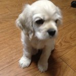 코카스파니엘 <b>솔이</b> 3탄 "미용하다"