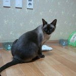 샴고양이 뚱이를 찾아주세요ㅠ