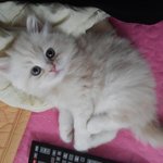 샴고양이 <b>마리</b>&amp;친칠라 니니 두번째!