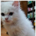 냥판)<b>요미</b> <b>요미</b> 귀요미~탱이 탱이 솜탱이 페르양