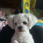 광주광산구<b>월계동</b> 라인705동앞!! 강아지를 찾습니다