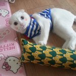 폴드)우리<b>집</b> 이쁜<b>이</b>흰둥이~