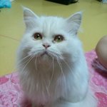 사랑스러운 우리<b>샤샤</b>좀봐주세요~~!