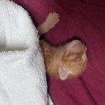 [고양이] 저희집 창고에 새끼고양이낳았던 포도 뒷이야기+추가