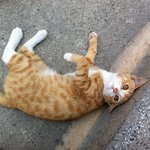 사람인줄 아는 회사 냥이