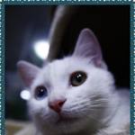 최강<b>미묘</b> 미호와 둘째넘 둘리..