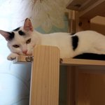 [냥판] <b>대두</b>김용배씨야, 언제 살뺄래 ??