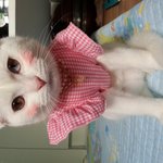 <b>폴드</b>)흰둥이 목걸이선물받았어요~!