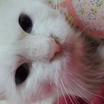 고양이 키워주실분~~
