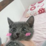 (냥이) 러시안블루 니콜이를 소개합니다~~사진有