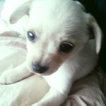 아기 강아지 <b>송이</b>