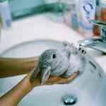 귀여운 새끼 <b>토끼들</b>의 일상 사진