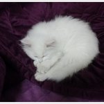 냥판)<b>요미</b>요미 귀요미~탱이탱이 솜탱이 페르양