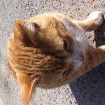 사람인줄 아는 냥이 2