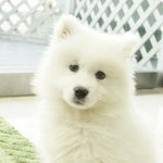 우리 <b>두부</b> 성장과정 !