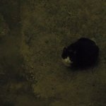 창문뒤 길냥이들